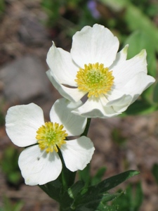 Anemone narcissiflora